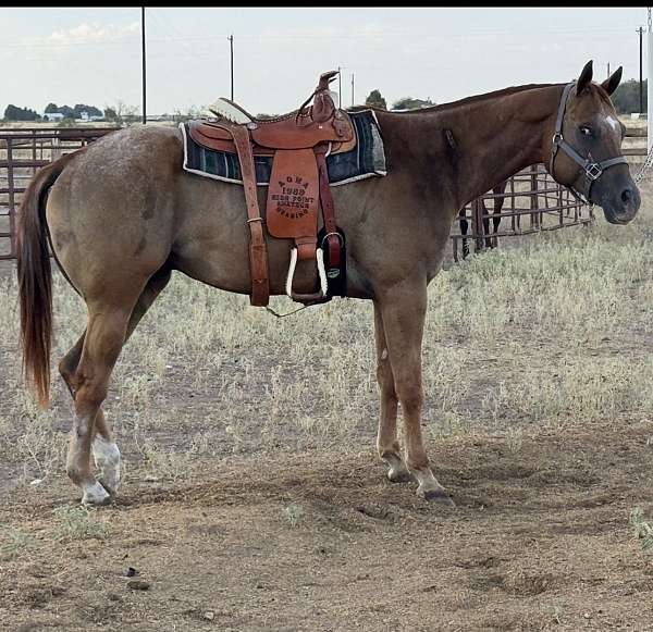 appaloosa-gelding