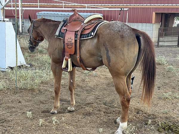 appaloosa-horse-for-sale