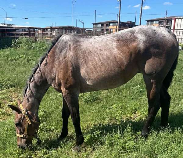 quarter-horse-mare