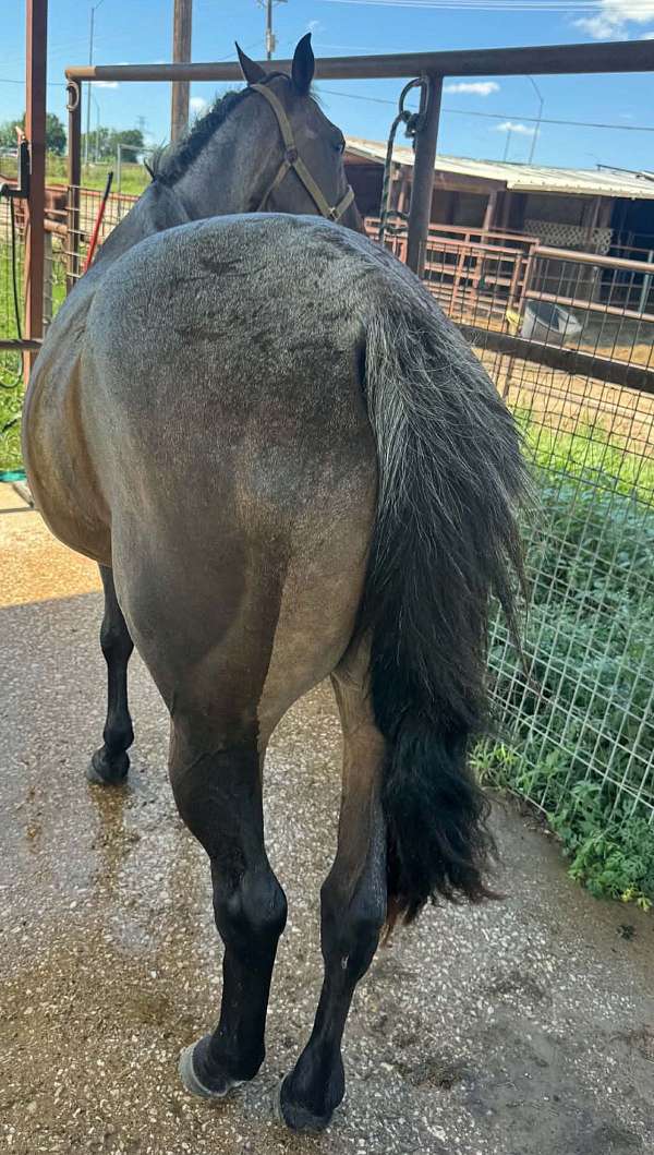 quarter-horse-for-sale