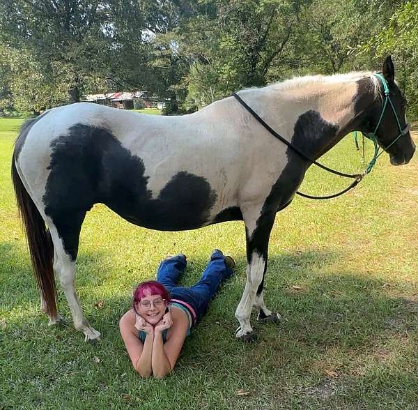 quarter-horse