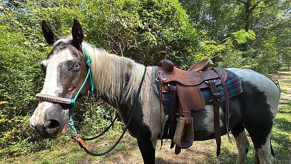 quarter-horse-mare