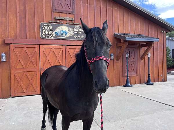few-white-hairs-in-forehead-horse