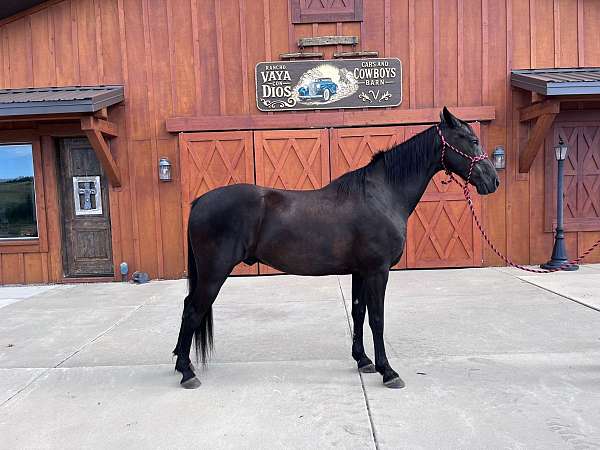 black-few-white-hairs-in-forehead-horse
