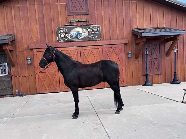 athletic-tennessee-walking-horse