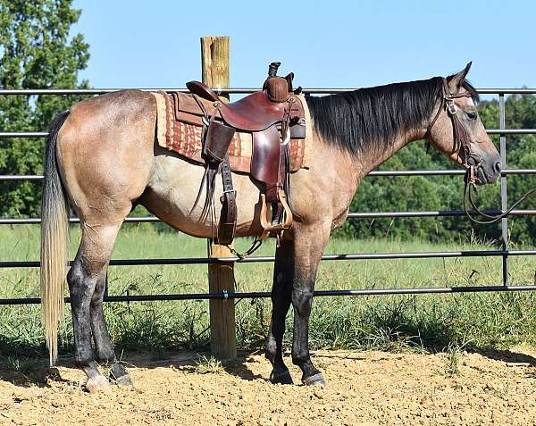 all-around-quarter-horse