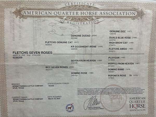 beginner-quarter-horse