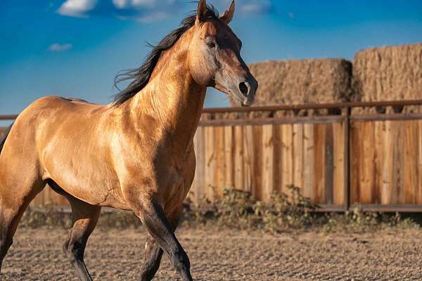 badger-quarter-pony