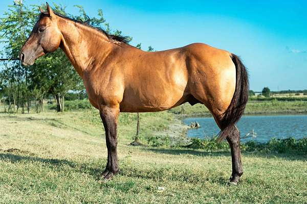 cross-water-quarter-pony