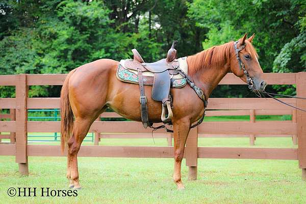 all-around-quarter-horse