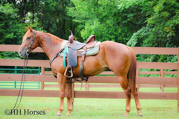 athletic-quarter-horse