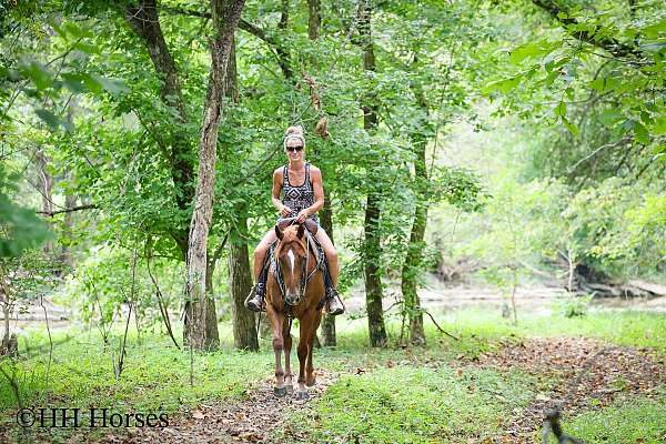 drill-team-quarter-horse