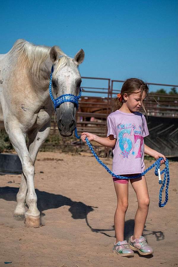 grey-kid-safe-youth-horse