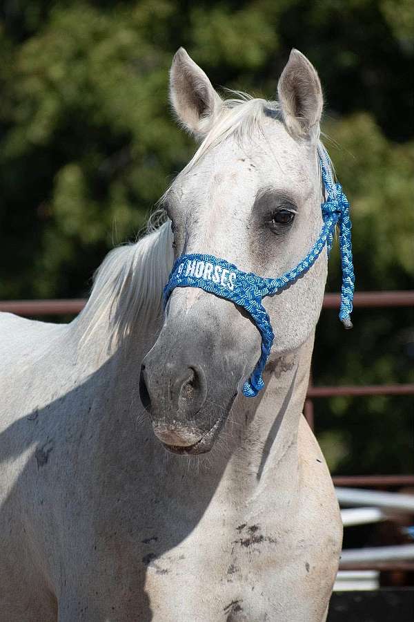 kid-safe-youth-horse