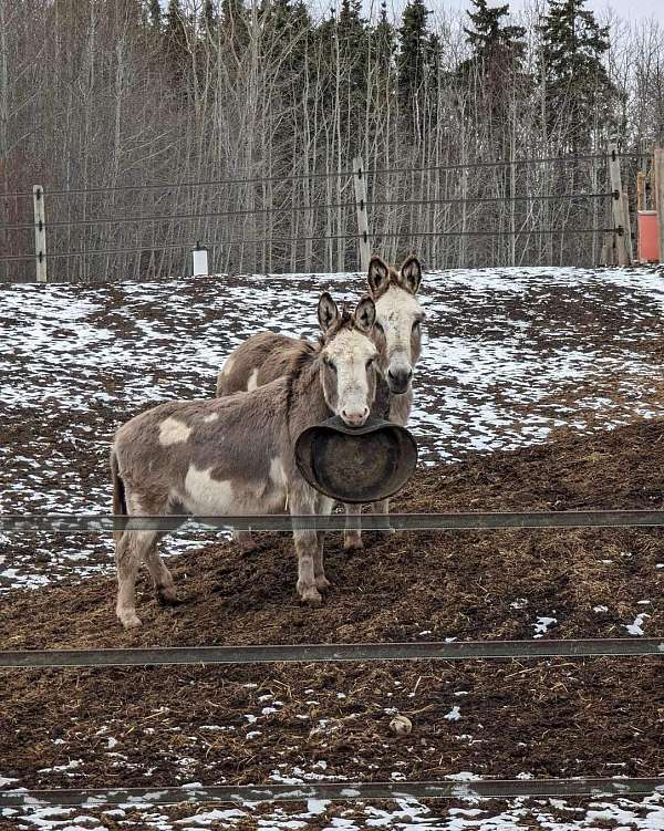 pinto-gcdha-horse