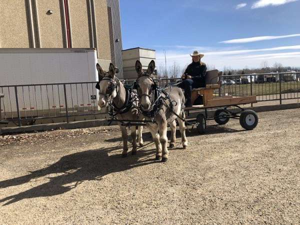 gcdha-donkey-gelding