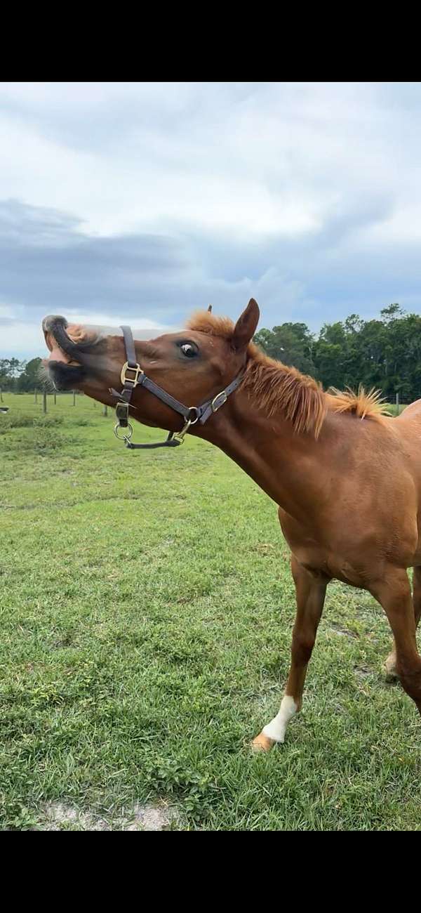 quarter-horse-for-sale