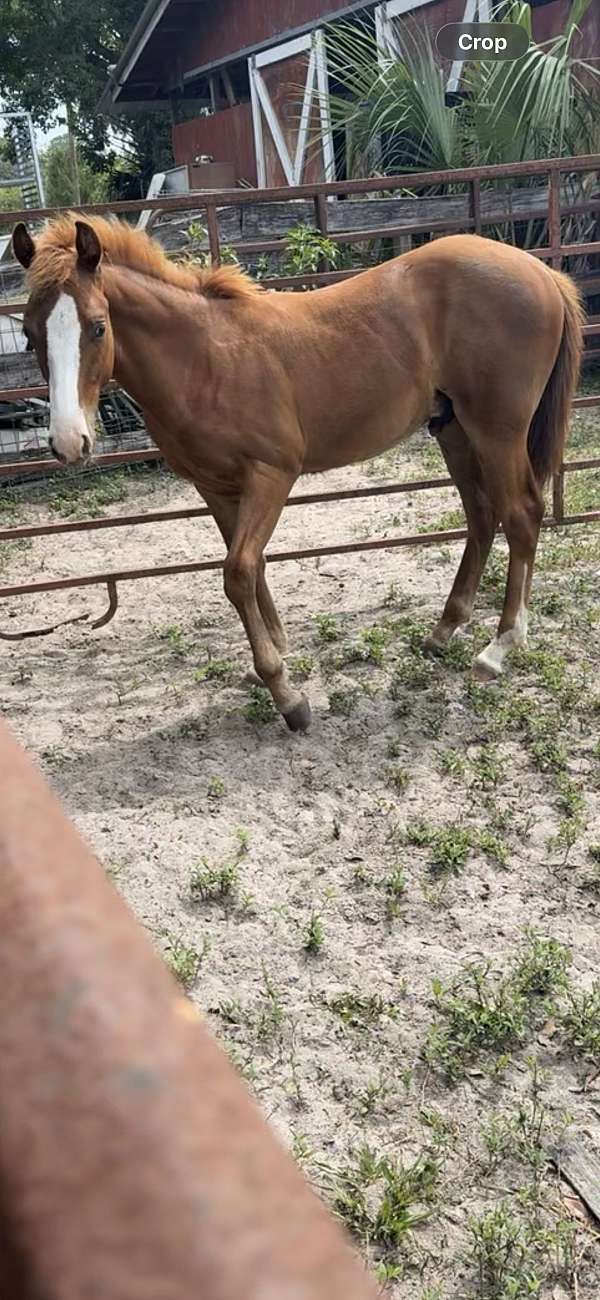 quarter-horse-gelding