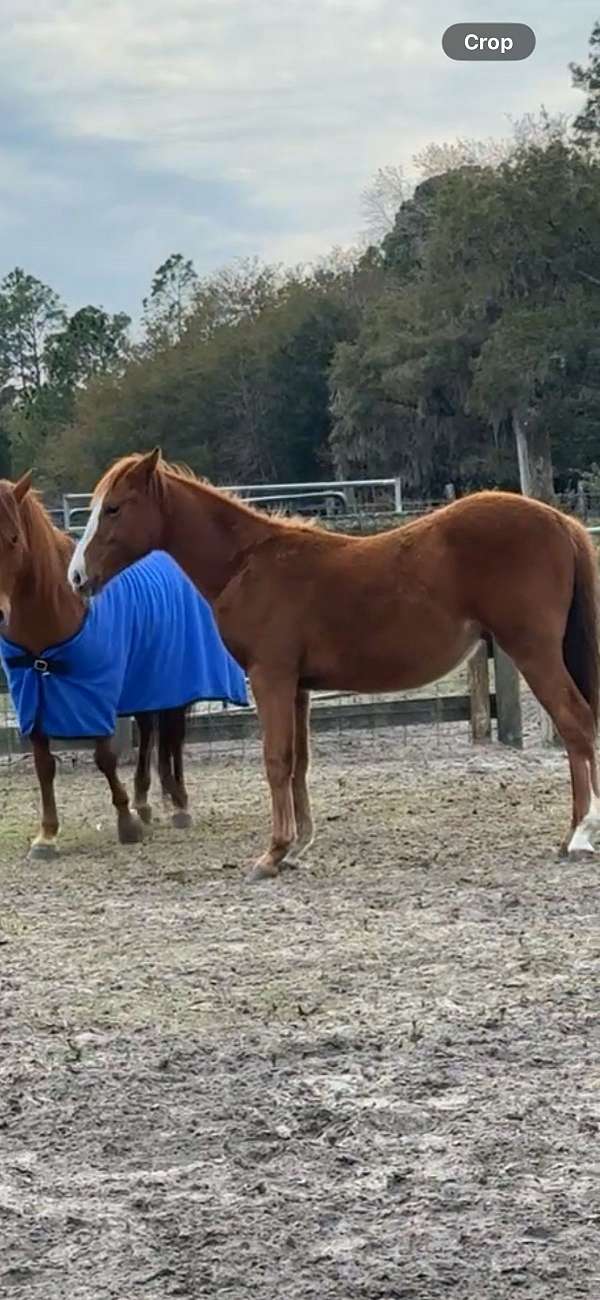 quarter-horse
