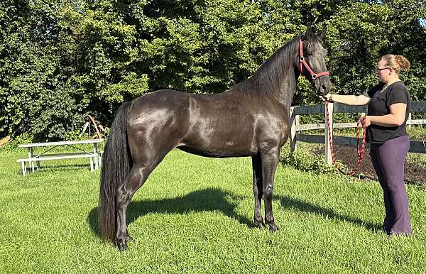 tennessee-walking-mare