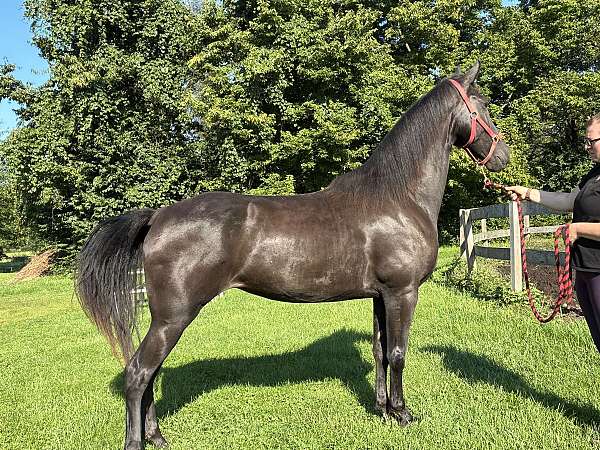 tennessee-walking-horse-for-sale