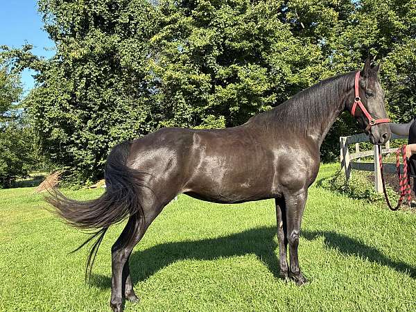 tennessee-walking-horse
