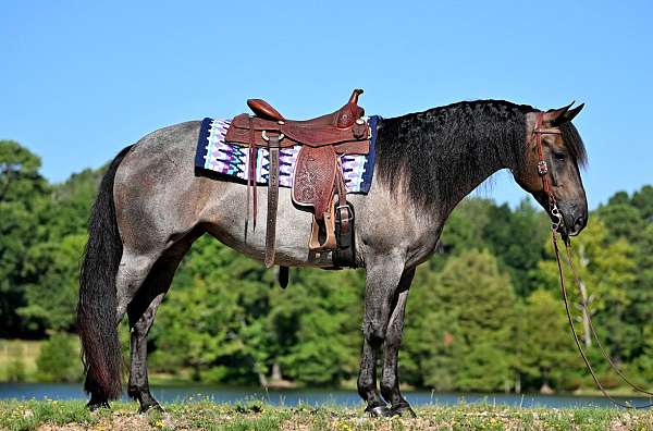 athletic-friesian-horse