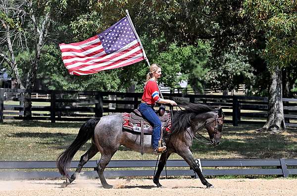 flashy-friesian-horse