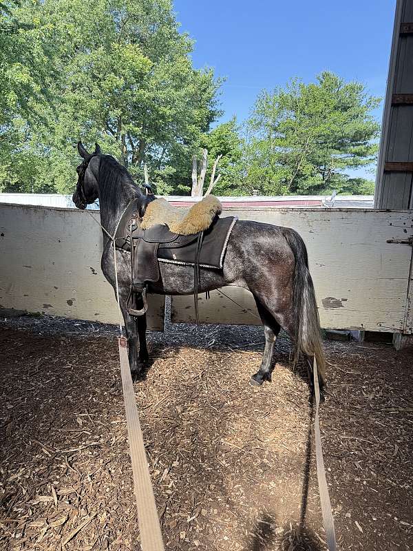 all-around-prospect-morgan-horse