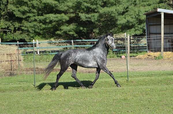 grade-morgan-horse