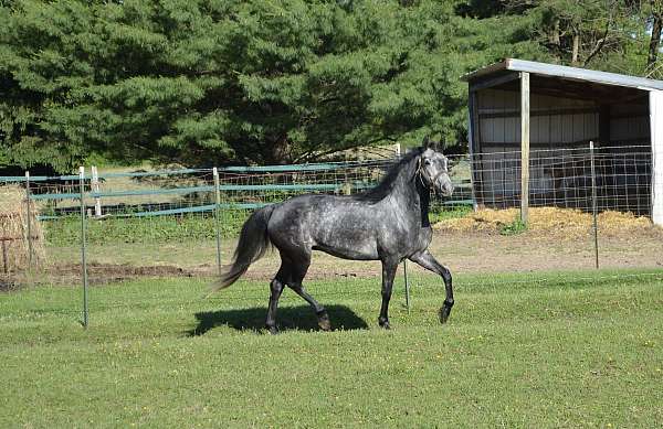 match-morgan-horse