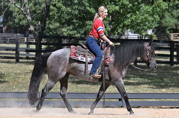 mare-friesian-horse