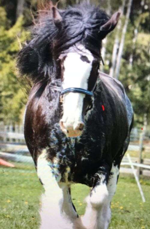 and-easy-to-handle-clydesdale-horse