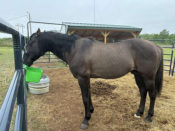 bred-quarter-horse