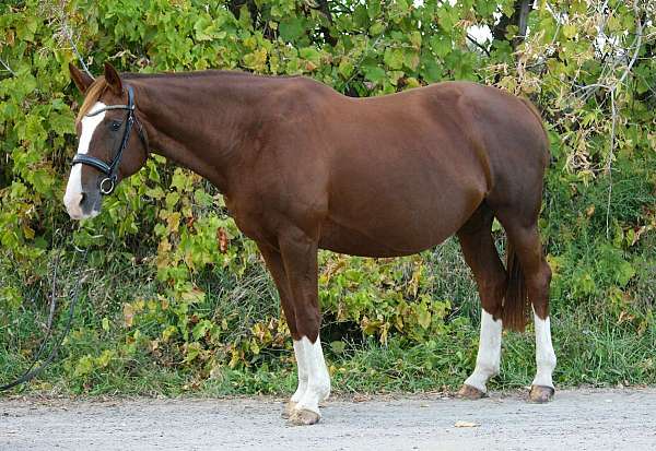 breeding-hanoverian-horse