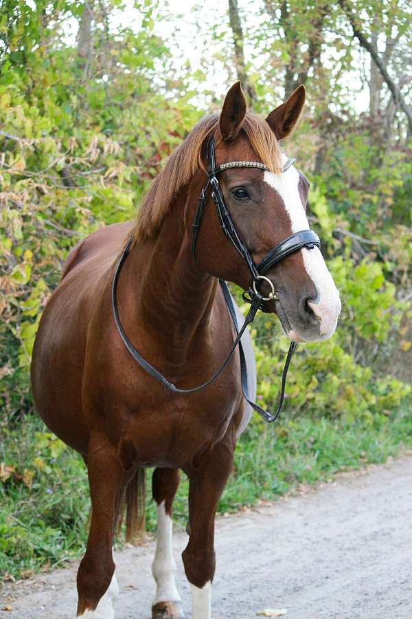 and-temperament-hanoverian-horse