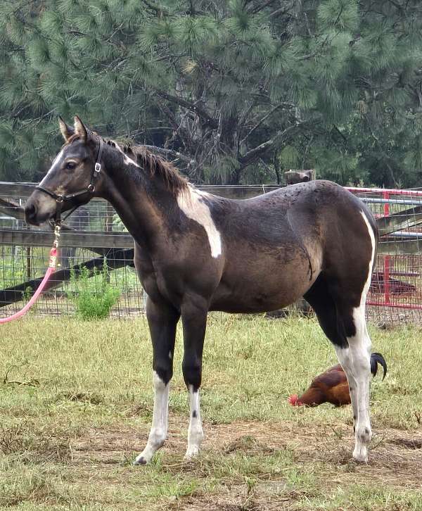 ste-paint-horse