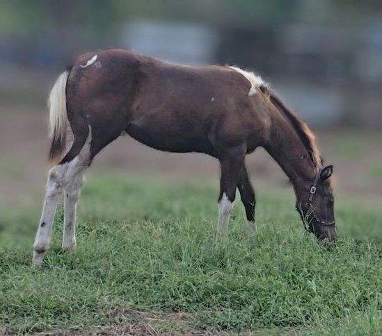 smokey-black-hunter-under-saddle-horse