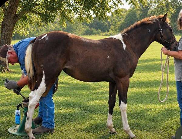 smokey-black-ste-horse