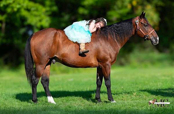 quarter-horse-for-sale