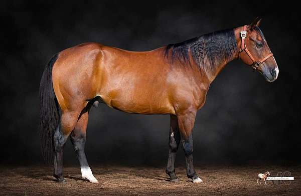 quarter-horse-gelding