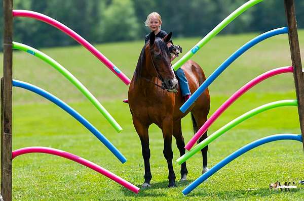 quarter-horse