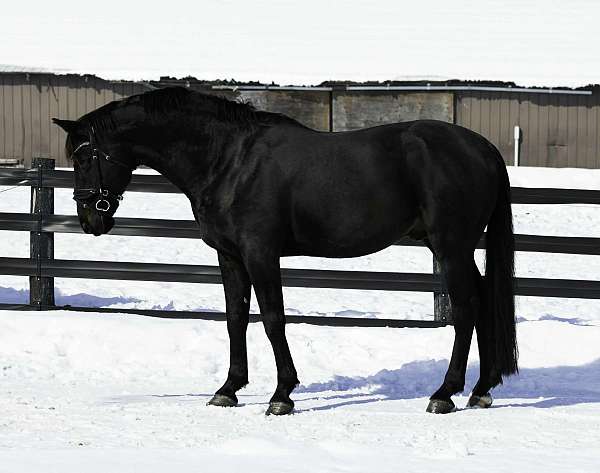 17-hand-unborn-foal