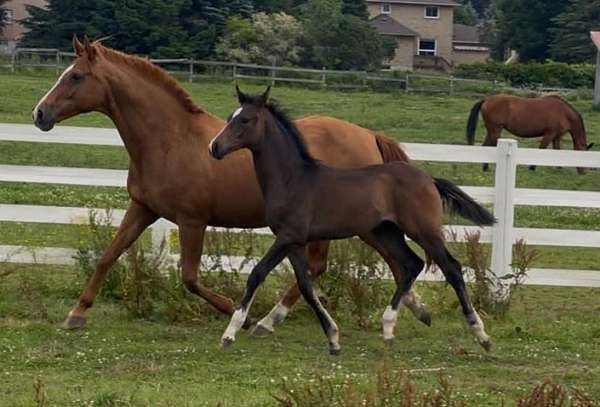 17-hand-westphalian-unborn-foal