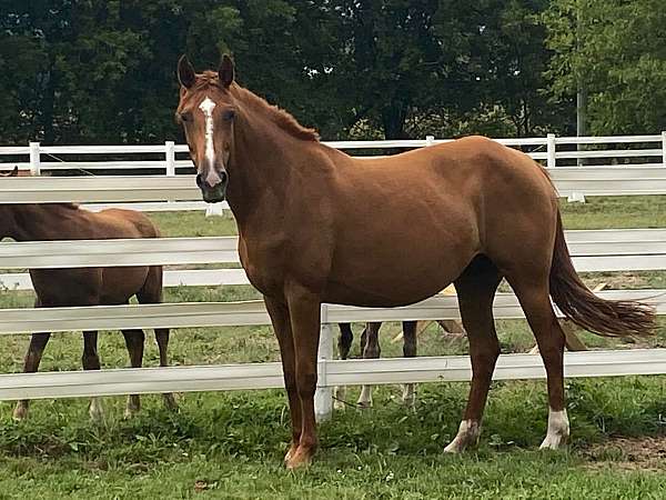 dressage-fei-foal
