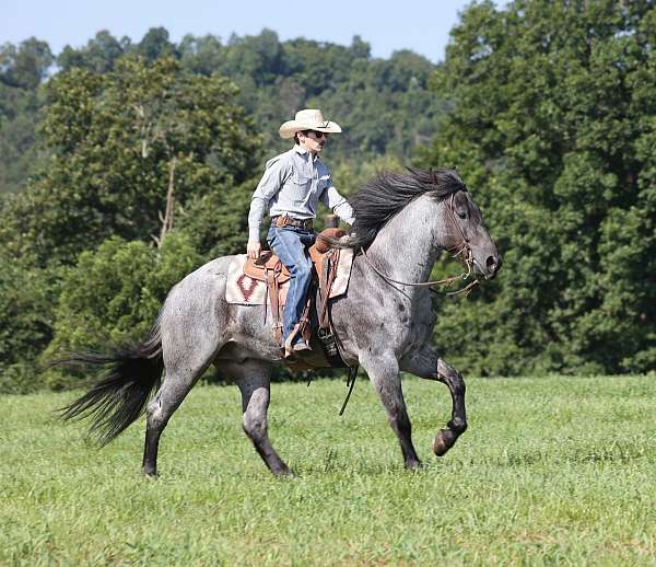 blue-roan-none-horse