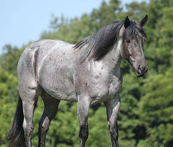 quarter-horse