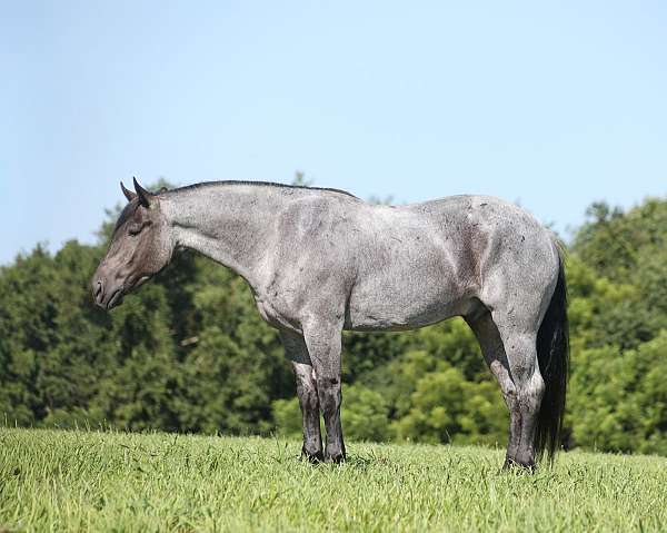 ranch-work-quarter-horse