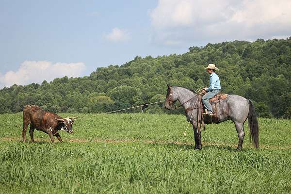 beginner-safe-quarter-horse