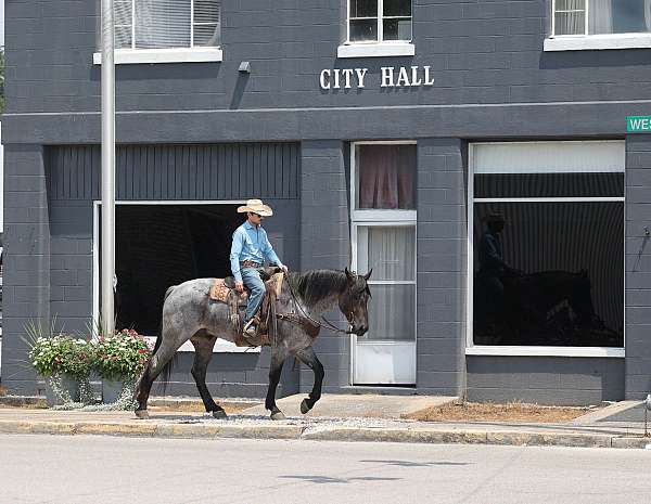 athletic-quarter-horse